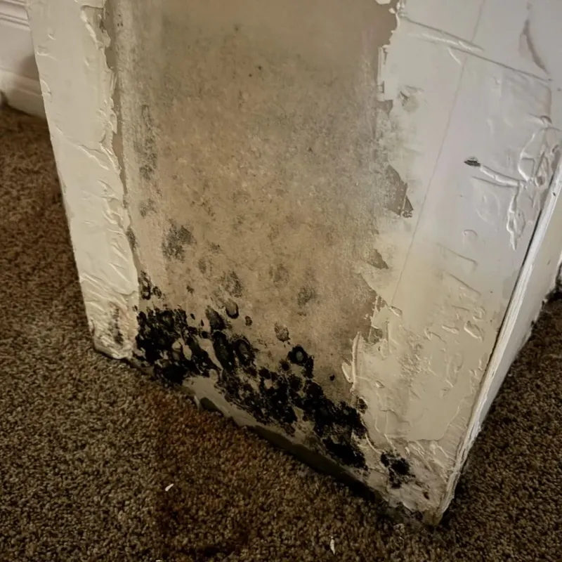 Professional Mold Removal in Fillmore, CA